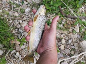 Brown Trout