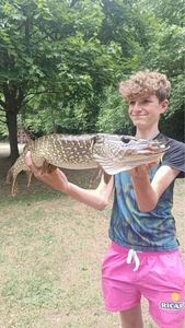 Northern Pike
