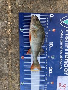 European Perch