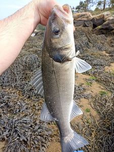 European Bass (Seabass)