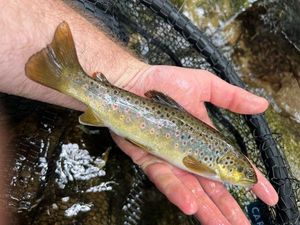 Brown Trout