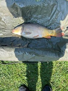 Mirror Carp