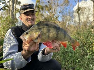 European Perch