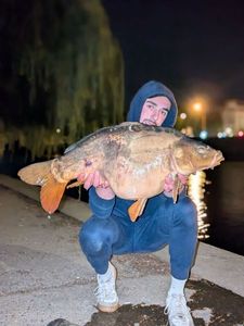 Mirror Carp