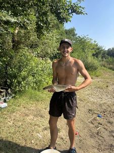 Thicklip Grey Mullet