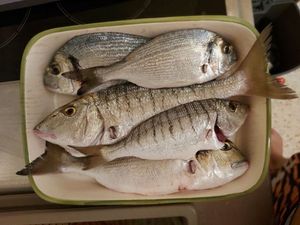 Gilthead Seabream