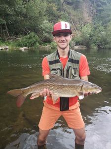 Barbel