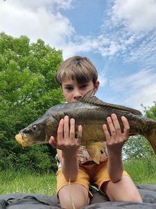Common Carp
