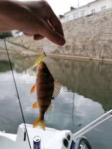 European Perch