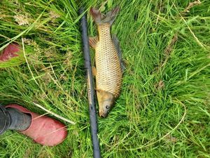 Common Carp