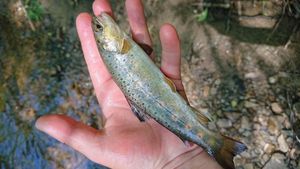 Brown Trout