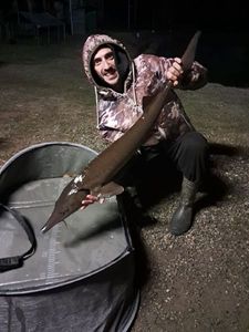 Dabry's Sturgeon