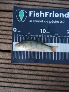 European Perch