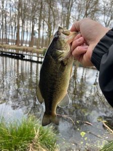 Largemouth Bass