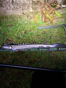 Starry Sturgeon