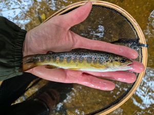 Brown Trout