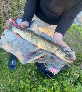 Northern Pike