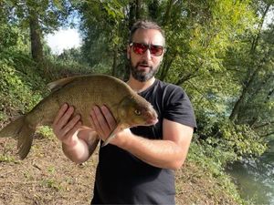 Common Bream