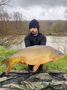 Common Carp