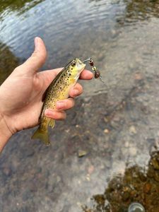 Brown Trout