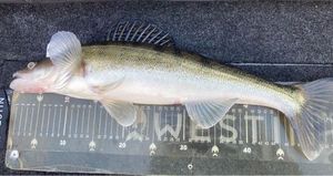 Zander