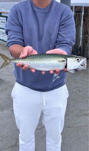 Mackerel
