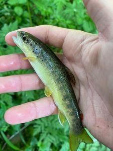 Brown Trout