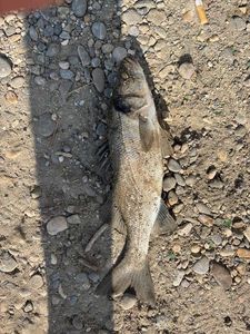 European Bass (Seabass)