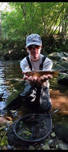 Brown Trout