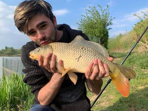 Common Carp