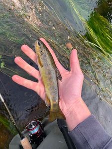Brown Trout