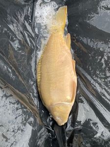 Leather Carp