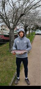Rainbow Trout