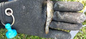 Giant Goby