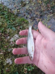 Common Dace