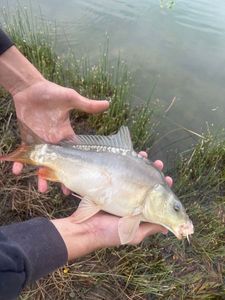 Leather Carp