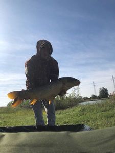 Common Carp