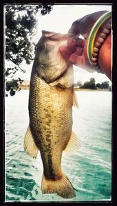 Smallmouth Bass