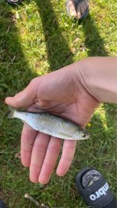 Common Minnow