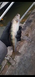 Zander