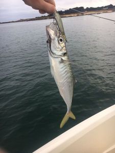 Mediterranean Horse Mackerel