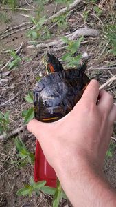 Red-Eared Slider