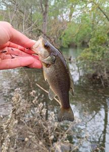 Largemouth Bass