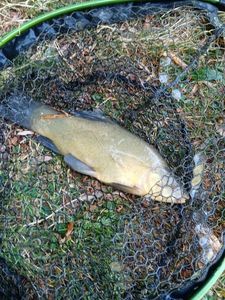 Tench