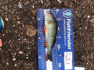 European Perch