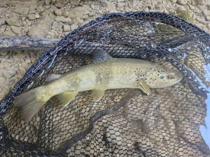 Brown Trout