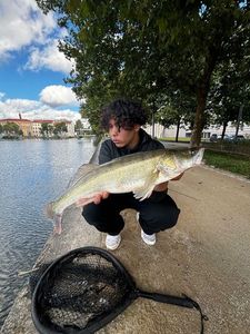 Zander