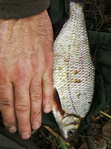 Common Bream