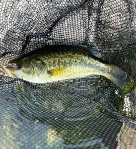 Largemouth Bass