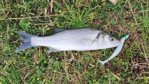 European Bass (Seabass)